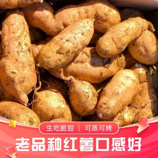 易县红薯黄皮黄心红薯地瓜白薯狼牙山红薯番薯553板栗红薯黄松