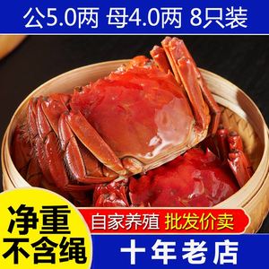 【公蟹5.0两4只 母蟹4.0两4只】大闸蟹礼旺蟹螃蟹鲜活水产礼盒装