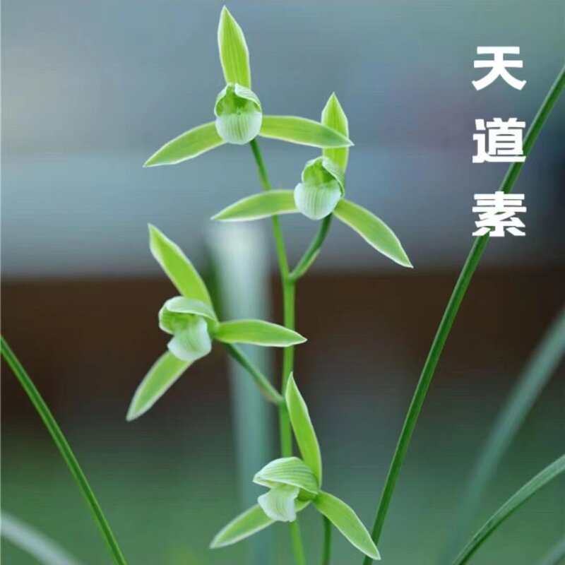 精品国兰兰花苗寒兰名品【天道素】终身包对版 假一赔十