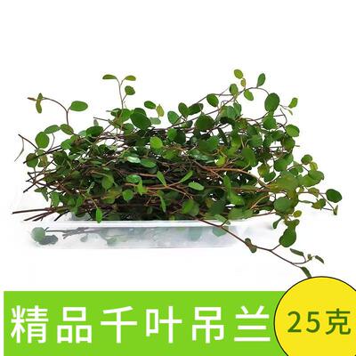 千叶吊兰酒店西餐装饰