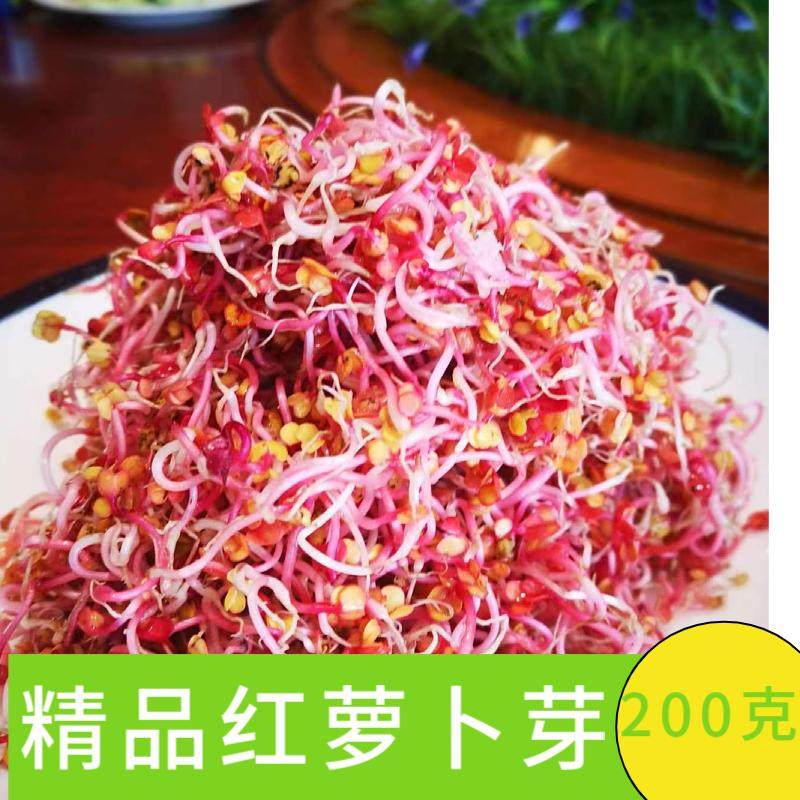 食用摆盘水培装饰新鲜饭店花草