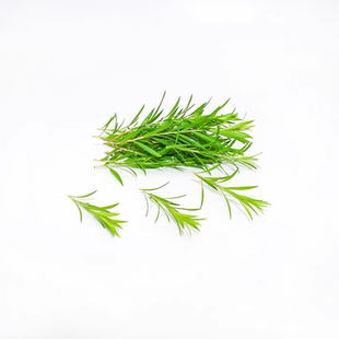 新鲜采摘黄金柳芽黄金香柳柳枝柳芽蛋糕装饰绿色花草酒店西餐摆盘