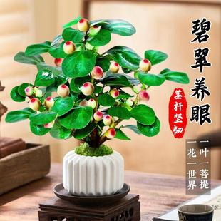 小盼菩提盆栽精品禅意植物室内绿植_xj3 带多果实 下单立减50