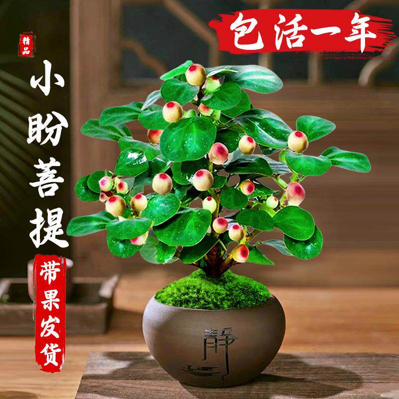 【下单立减50】小盼菩提盆栽带果老桩菩提树盆_YZ