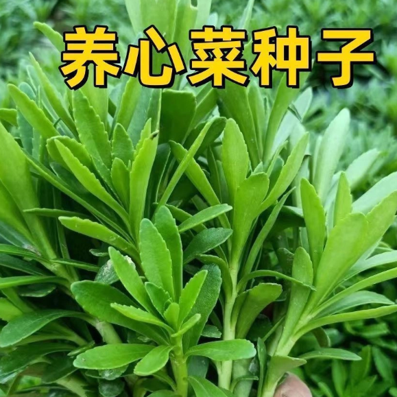 【下单立减50】高钙救心菜种子可食用野菜四季播阳台盆栽特色_gj