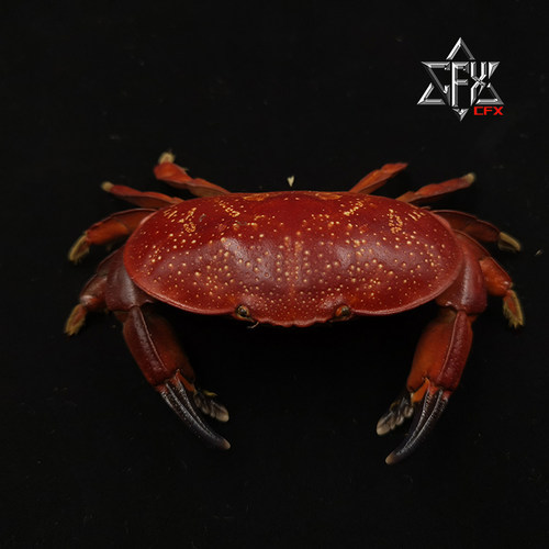 正直爱洁蟹蟹螃蟹标本教学科普教具海洋生物甲壳类模型个性礼物