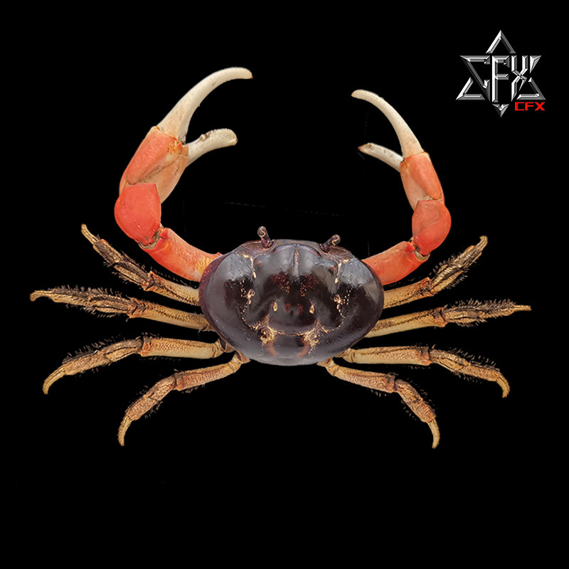 巨型图氏标本螃蟹标本教学科普教具海洋深海生物甲壳类个性礼物