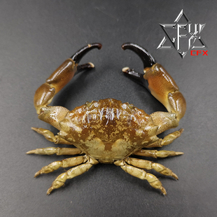 光手滑面蟹螃蟹标本教学科普教具海洋生物甲壳类模型摆件个性礼物