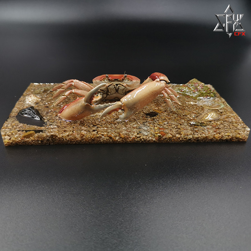 长手隆背蟹螃蟹标本成品素材海洋甲壳类生物个性礼物家具办公摆件