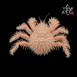 栗刺仿石蟹刺球蟹螃蟹标本教学科普教具海洋生物甲壳类模型摆件