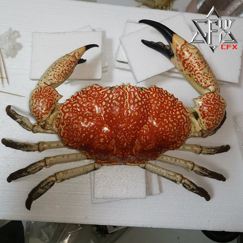 巨大拟滨蟹皇帝蟹螃蟹标本教学科普教具海洋生物甲壳类模型摆件