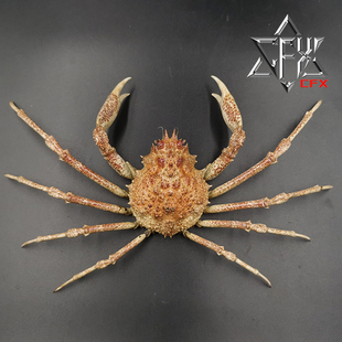 艾氏牛角蟹螃蟹标本教学科普教具海洋生物甲壳类模型摆件个性礼物