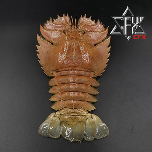 九齿扇虾标本教学科普教具海洋生物甲壳类模型摆件个性礼物