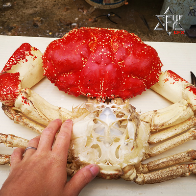 螃蟹标本定制甲壳类海洋生物