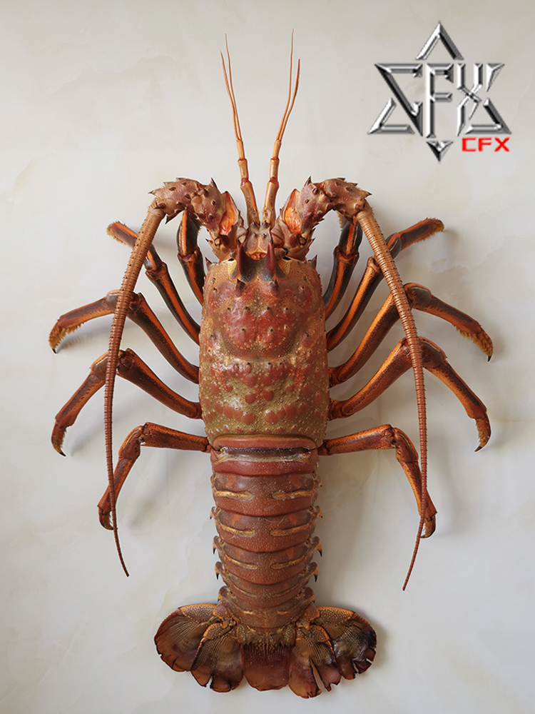 断沟龙虾标本成品个人收藏摆件装饰博物馆科普模型花龙个性礼物