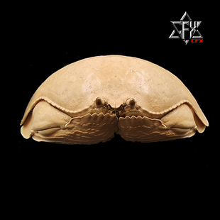 真馒头蟹蟹螃蟹标本教学科普教具海洋生物甲壳类模型个性礼物