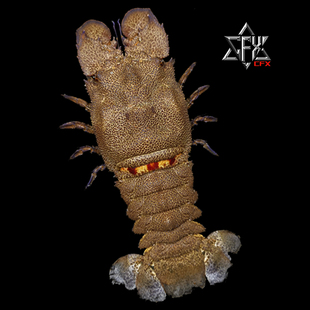 韩式拟蝉虾标本成品教学科普教具海洋生物甲壳类模型摆件个性礼物