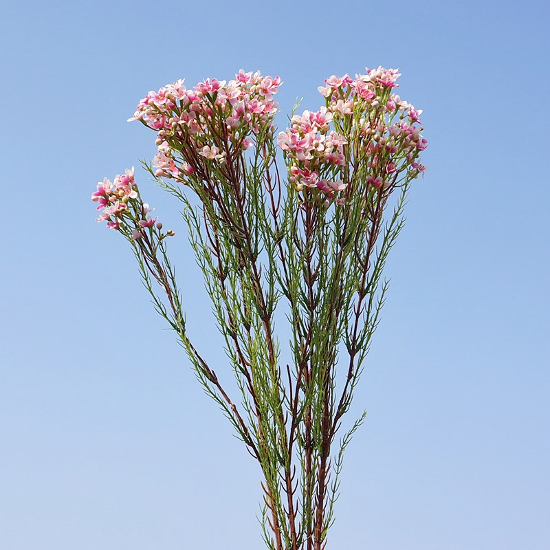 仿真花梅单枝腊假花家居