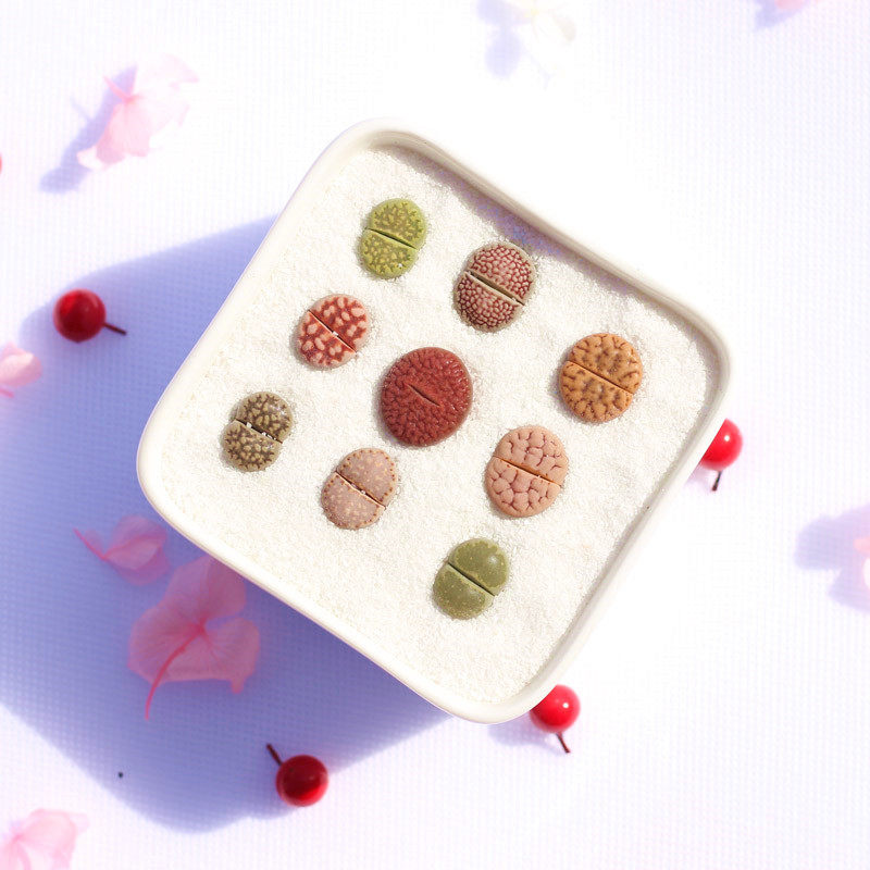 多肉植物盆栽 办公室绿植 肉肉 番杏科 南非混合种 生石花 拼盘