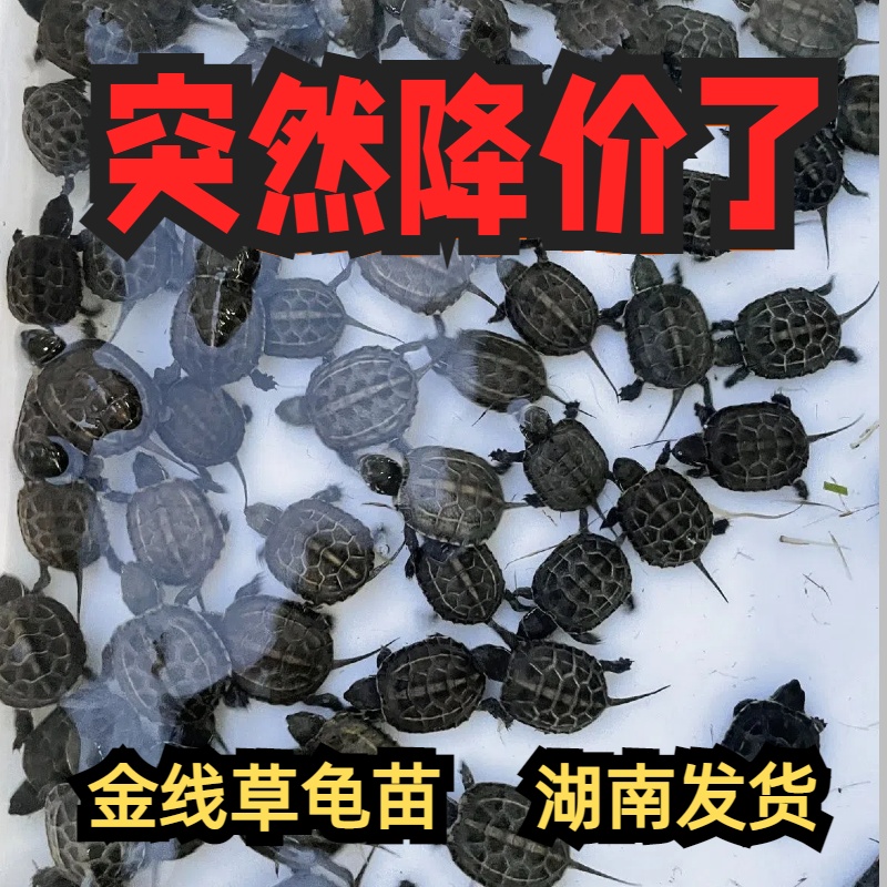 小乌龟草龟摆摊学校附近中华龟