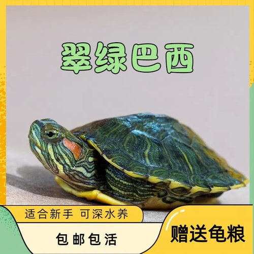 巴西龟苗小型活体绿色彩龟苗