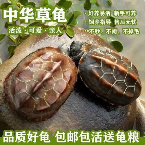 草龟乌龟苗墨龟情侣龟龟活物深水新品易活的小动物家养小乌龟