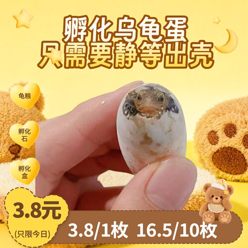 小乌龟蛋可孵化乌龟蛋套装中华草龟蛋可孵化墨龟蛋小宠物乌龟活物