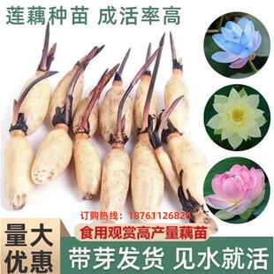 大型荷花苗池塘观赏荷花种藕苗食用藕苗盆栽荷花莲花苗荷花种根苗