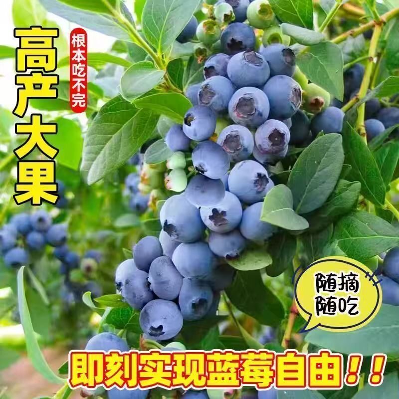 正宗蓝莓苗正品大果蓝莓树苗当年结果庭院阳台室内盆栽地栽果树苗