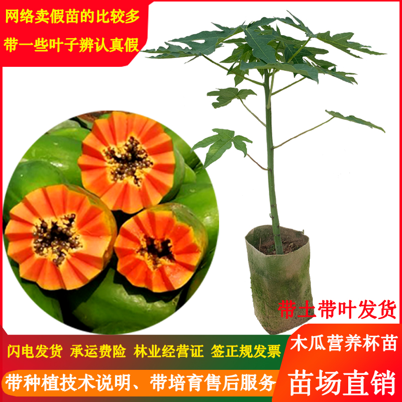 黄金海南冰糖牛奶南方四季种植当年结果矮化红心大青水果木瓜树苗