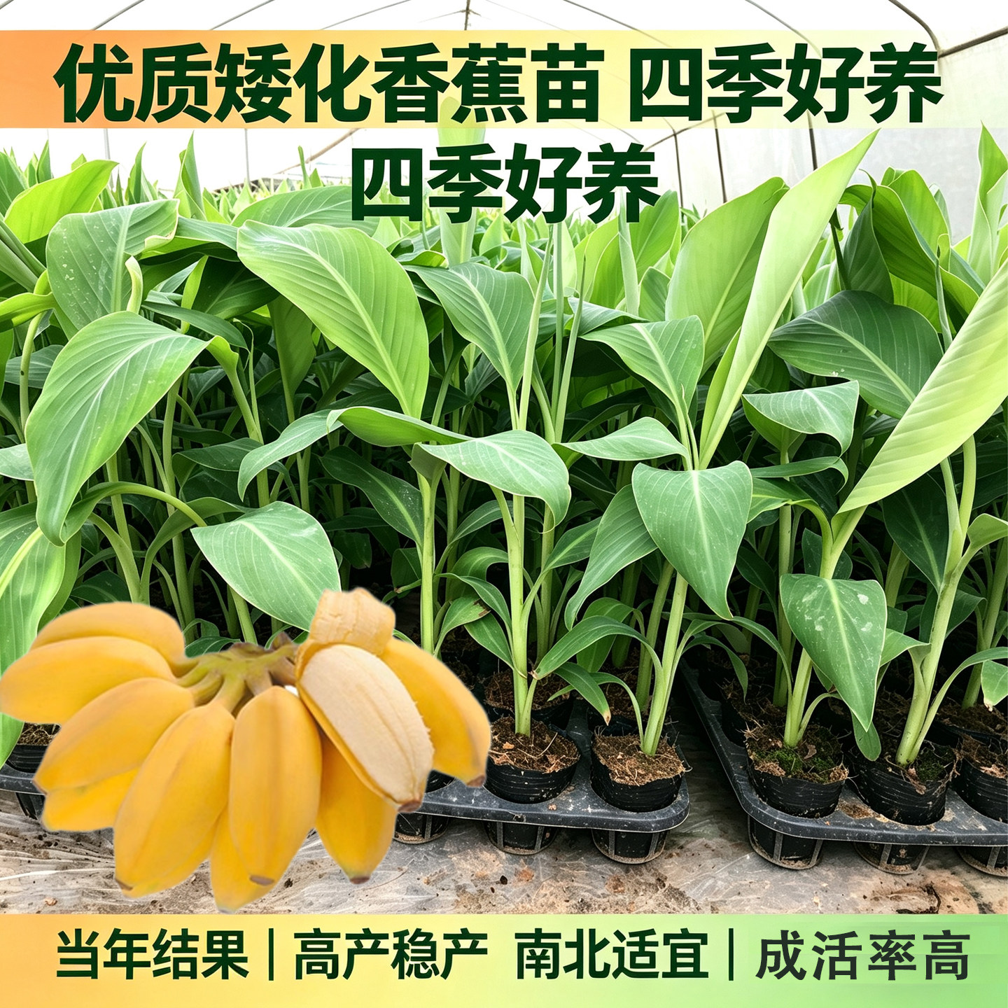 矮化香蕉正宗苹果蕉大果香蕉苗小水果种子/种苗
