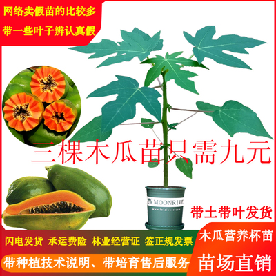 木瓜苗四季种植红心水果当年结果