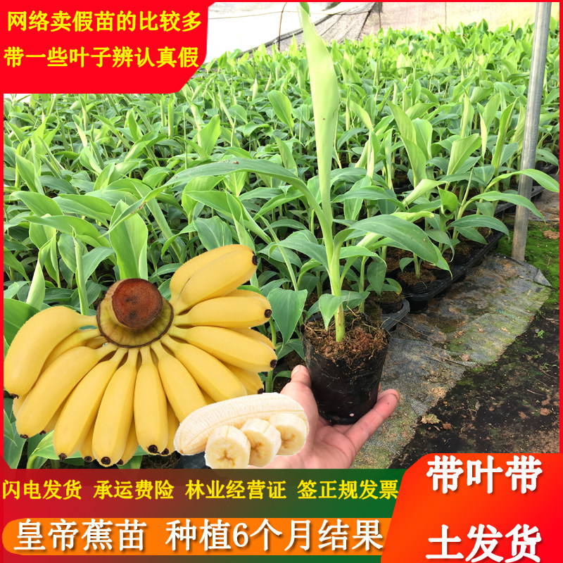 香蕉苗苹果粉蕉皇帝蕉树当年结果