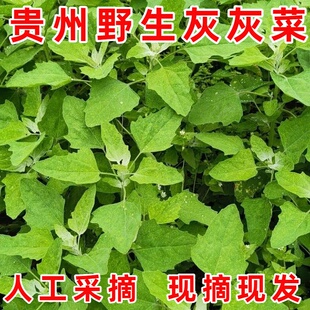 贵州野生现摘现发灰菜灰灰菜新鲜农家采摘当季蔬菜野菜灰条菜