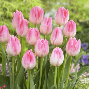 园艺家郁金香种球进口自然球室内外阳台庭院盆栽耐寒花卉水培植物