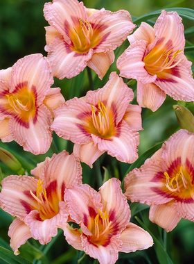 进口大花萱草多年生宿根开花植物庭院阳台盆栽花境耐寒耐热盆栽苗