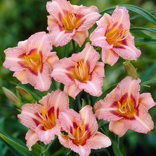 进口大花萱草多年生宿根开花植物庭院阳台盆栽花境耐寒耐热盆栽苗