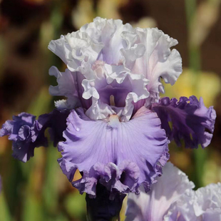 中美进口德国鸢尾多年生耐寒耐旱宿根花卉植物庭院阳台盆栽组培苗