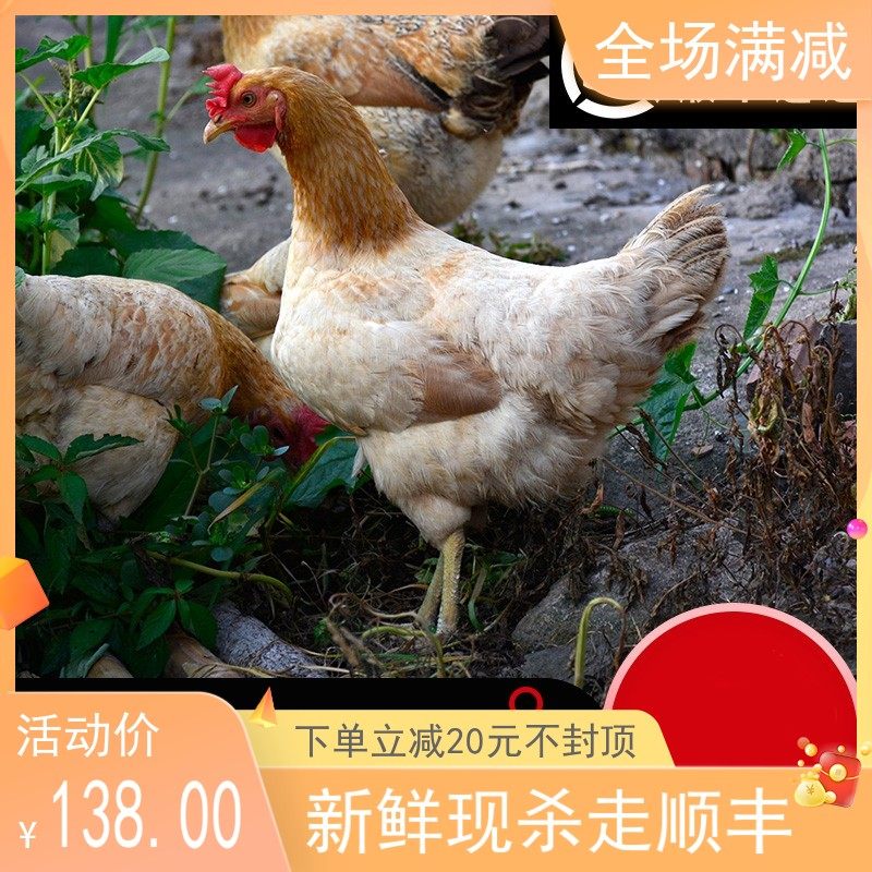 发2只正宗苏北农家散养土鸡2年老母鸡新鲜草鸡笨鸡走地鸡整只现杀
