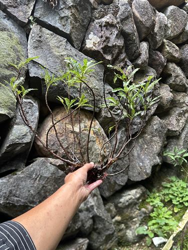 海岛叶下珠盆景室内客厅办公室桌面高端山水假山摆件水培绿植盆栽
