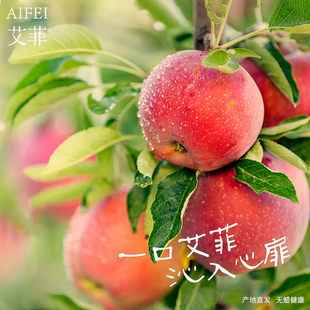 新品（艾菲）脆甜硬度果 新鲜不打蜡现摘