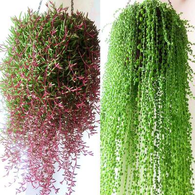 Succulent hanging orchid plant 多肉植物吊兰盆栽垂吊室内花卉