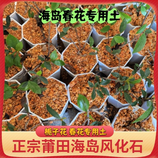 福建天然风化石栀子花兰花多肉生根营养酸性土渗水石红土颗粒莆田