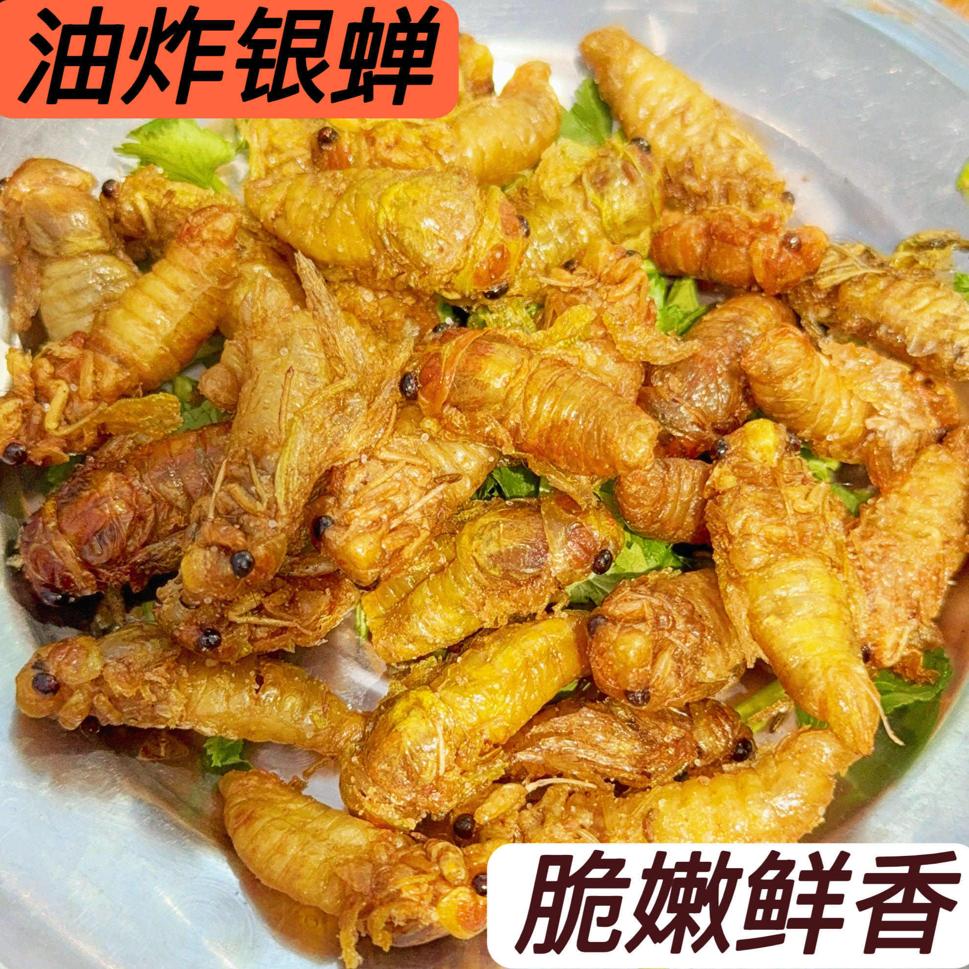 优质油炸嫩白蝉银蝉金蝉大号刚蜕变知了猴嫩知了爬叉爬虫开袋即食