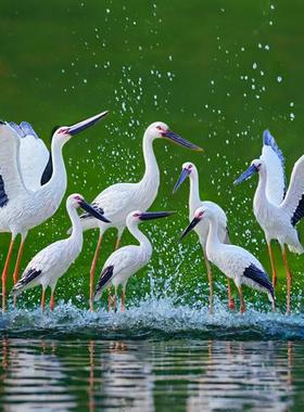 仿真仙鹤雕塑白鹤摆件玻璃钢水池户外鸟装饰园林小区白鹭景观模型