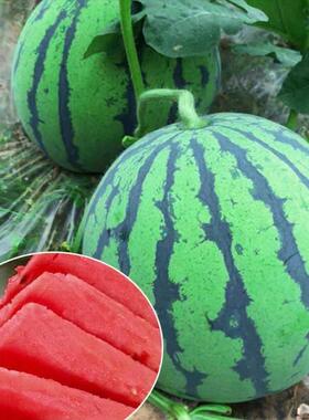 冰糖麒麟王西瓜苗秧王子种子8424早佳美都早熟红心皮薄甜爽脆四季