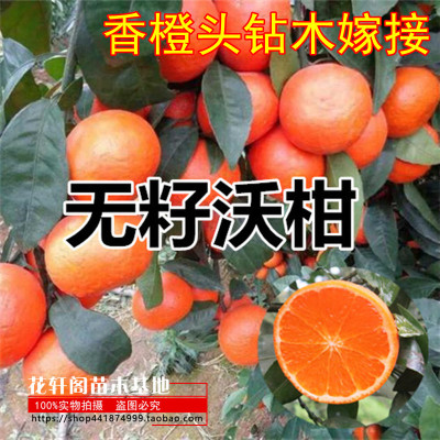 无籽嫁接盆栽地栽沃柑树苗