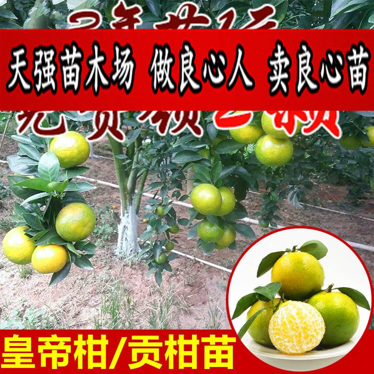 皇帝柑树苗广东盆栽桔子树苗南方种植广西贡柑苗地栽皇帝柑苗
