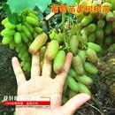 葡萄苗果树树苗盆栽地栽爬藤庭院南方北方种植嫁接苗当年结果 包邮