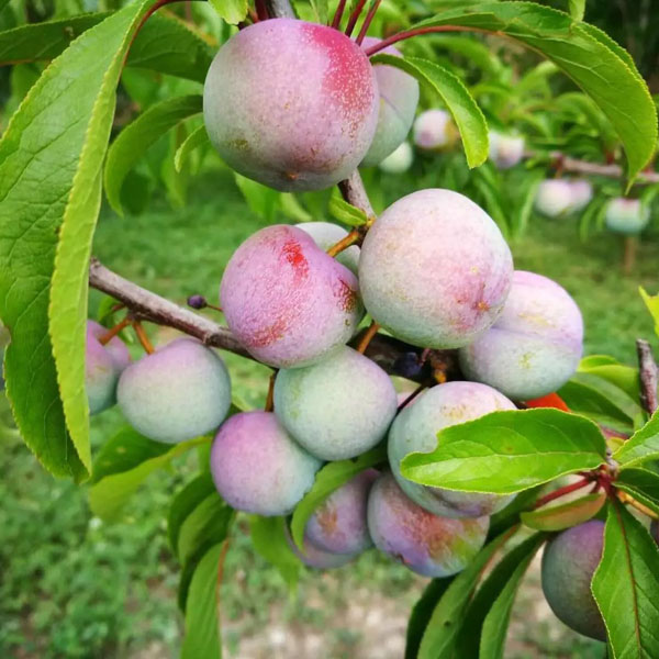 蜂糖李子苗南北方种植新品种四川眉山嫁接脱骨脆蜂蜜甜李子果树苗